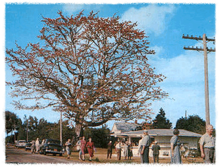 The kapok tree itself was a popular attraction in the Forties and Fifties. (Photo courtesy of benzplace.com)